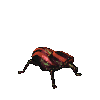 Red psi beetle.png