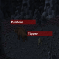 Pumboar and Tipper.png